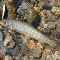 フライ名人とイワナの谷へ